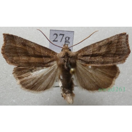 Ipimorpha retusa (Linnaeus, 1761) Kresówka kobielistka Czech27g